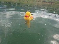 Ducky for a swim 15082018