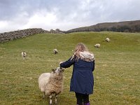 Greeting the sheep