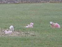 Four weeks ago, there were no lambs, now they are everywhere!