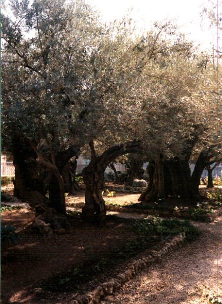 98isgarden of olives