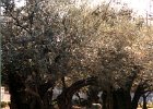 98isgarden of olives