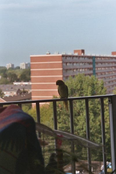 20040724vogel